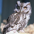 Meet Tufts the Owl at Owl Prowl