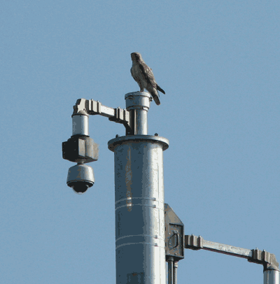 Red Tail Hawks have found in interest in the newly installed Security Cameras at the Port.