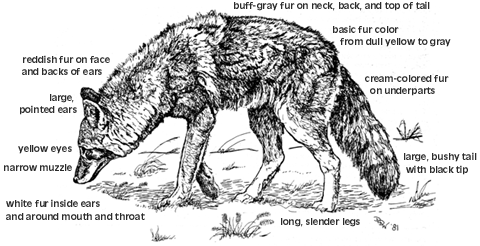 Coyote