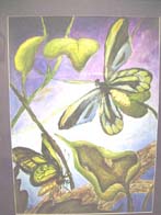 Picture of butterflies